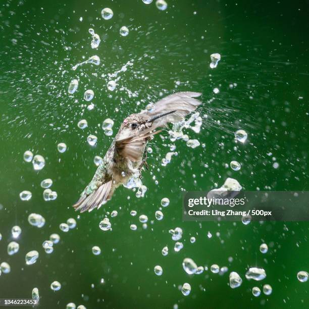 Bird Splash 1.519 Bird Water Splash Stock Photos, High-Res Pictures, and Images ...