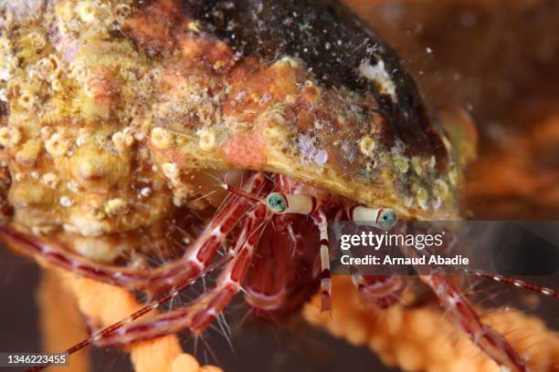 hermit crab in the mediterranean sea - hermit crab stock pictures, royalty-free photos & images