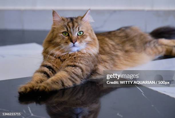 portrait of cat sitting on floor,muscat,oman - sibirisk katt bildbanksfoton och bilder