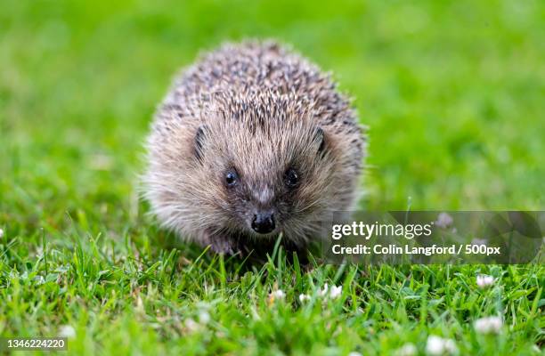 close-up of hedgehog on field,lingfield,united kingdom,uk - egel stockfoto's en -beelden