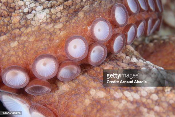 octopus in the mediterranean sea - tentacle imagens e fotografias de stock