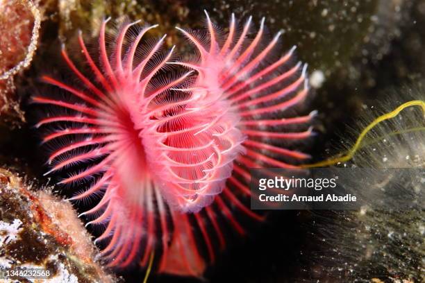 red tubicolous worm in the mediterranean sea - aquatic organism stock pictures, royalty-free photos & images