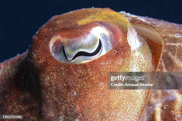 common cuttlefish in the mediterranean sea - lula frita imagens e fotografias de stock