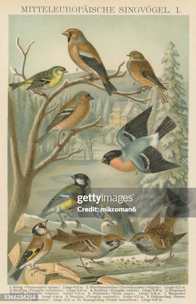 old lithography of ornithology - european songbirds - carduelis carduelis stock pictures, royalty-free photos & images