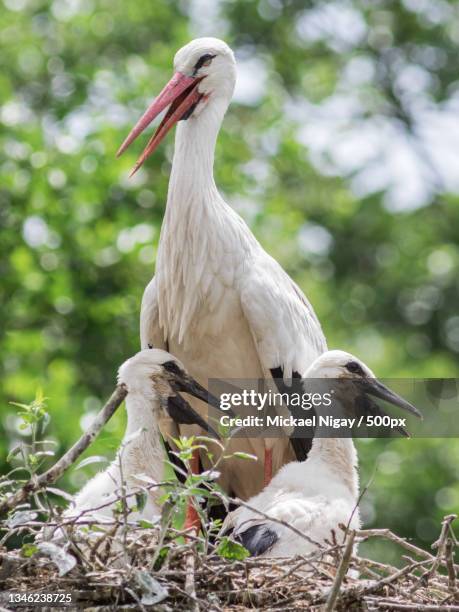 close-up of birds perching on branch - white stork stock pictures, royalty-free photos & images