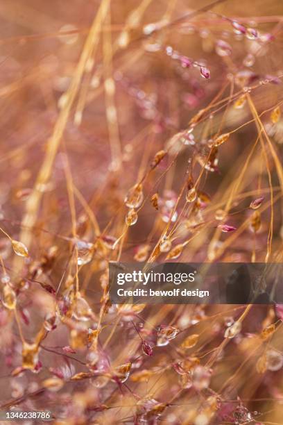 graeser mit regentropfen - regentropfen stockfoto's en -beelden