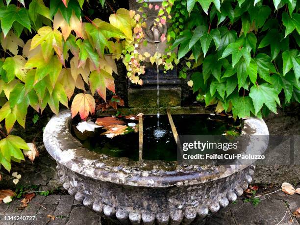 water fountain  and parthenocissus tricuspidata leaf in red color on the wall - water garden fotografías e imágenes de stock