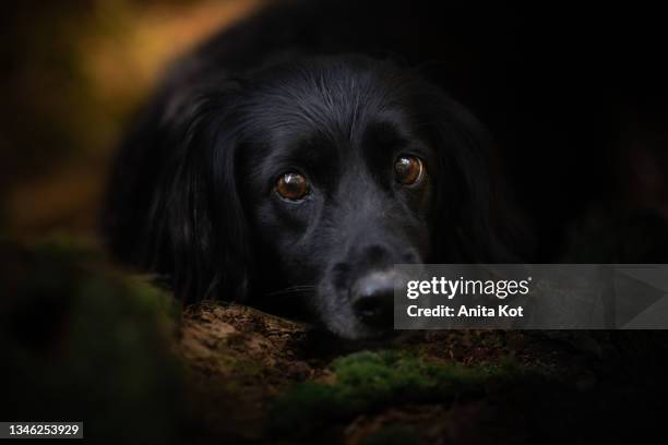 portrait of a black dog on a dark background - fear dog stock pictures, royalty-free photos & images