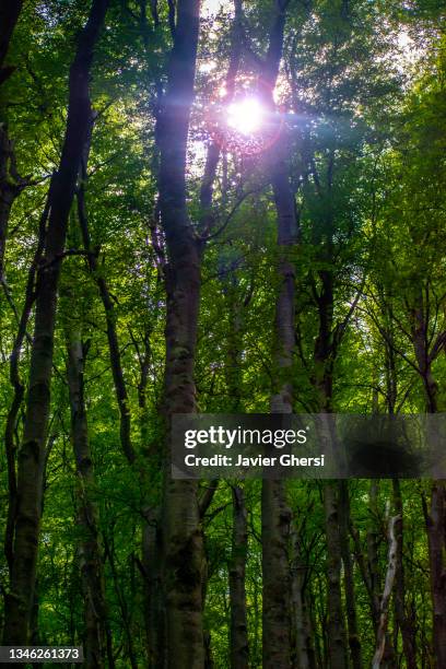 bosque y rayos de sol. parque nacional torres del paine, patagonia chilena. - parque natural stock pictures, royalty-free photos & images