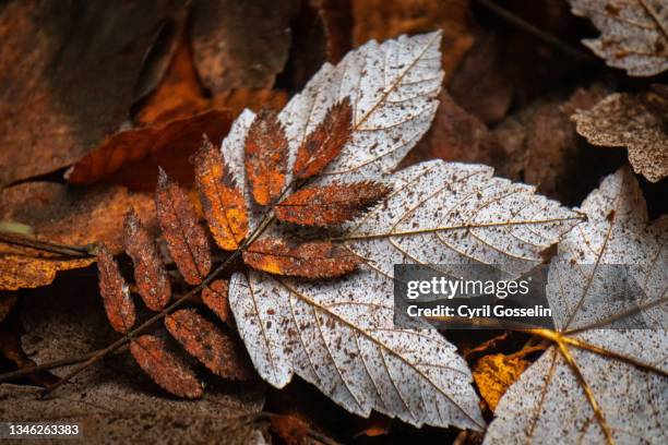 autumnal leaves at the bottom of a lake - herbstlaub stock pictures, royalty-free photos & images