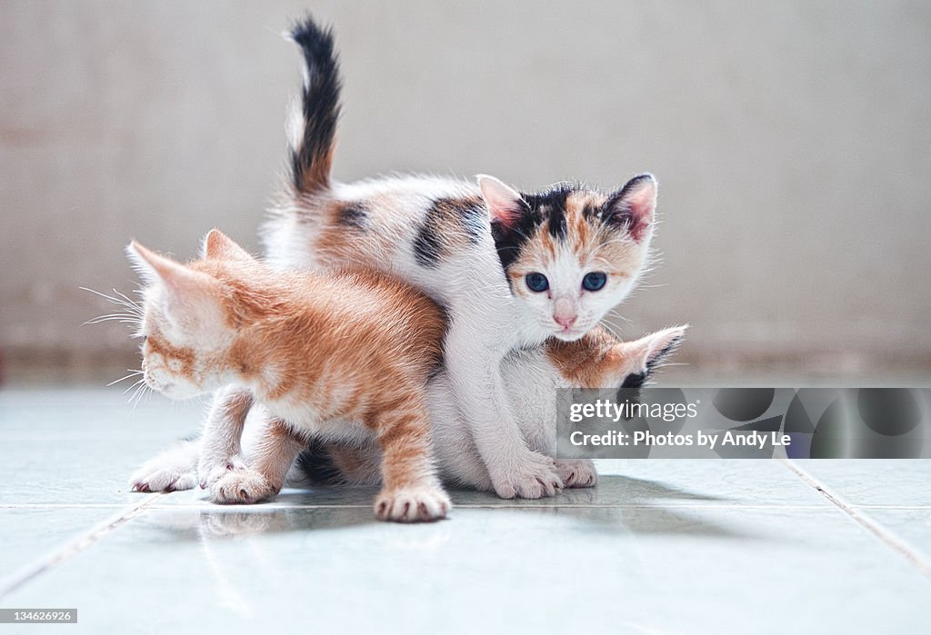 Three kittens