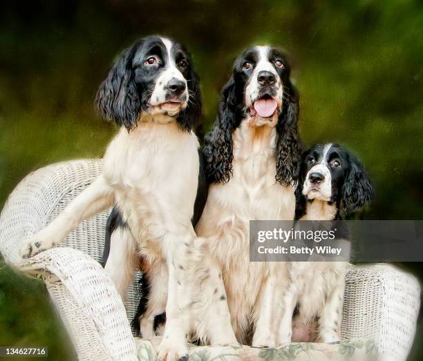 spaniel - springer spaniel stock pictures, royalty-free photos & images