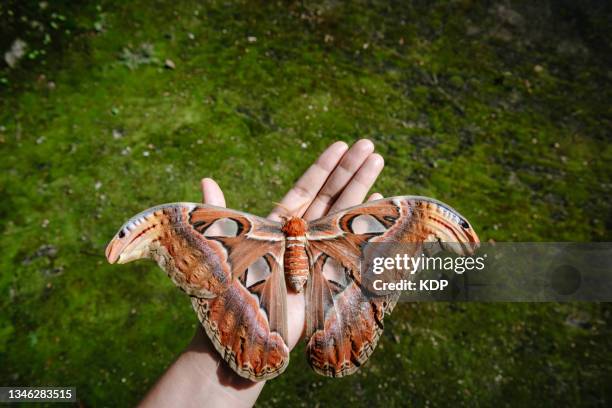 attacus atlas, atlas moth butterfly on female hand. - mariposa nocturna atlas fotografías e imágenes de stock