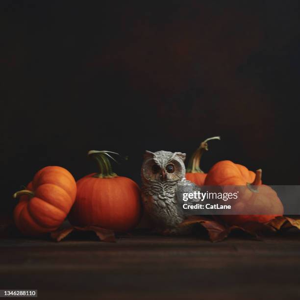 cute owl with pumpkins for thanksgiving and fall - thanksgiving greeting stock pictures, royalty-free photos & images