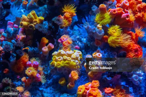 coral reef - coral reef stockfoto's en -beelden