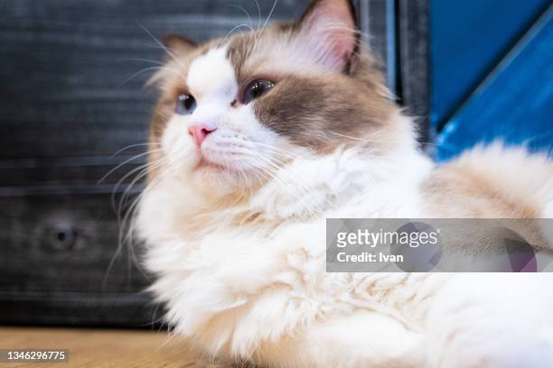 persian cat lies on the floor - chinchilla stockfoto's en -beelden