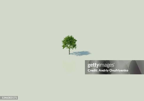 lonely tree - fond beige photos et images de collection