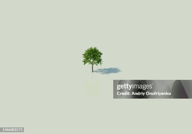 lonely tree - beginnings concept stock pictures, royalty-free photos & images