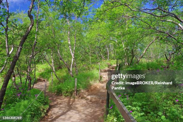 Small Forested Ridge Path 35 Nordic Forest Path Smaller Trees Stock Photos, High-Res Pictures ...
