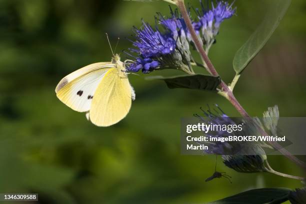 cabbage butterfly (pieris brassicae) sucking nectar on flower of caryopteris (caryopteris x clandonensis), hesse, germany - caryopteris stock pictures, royalty-free photos & images