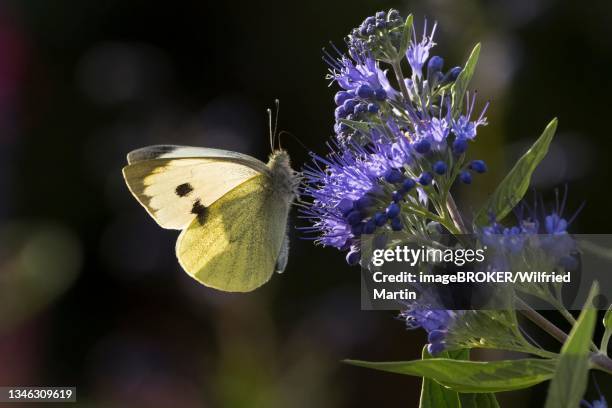 cabbage butterfly (pieris brassicae) sucking nectar on flower of caryopteris (caryopteris x clandonensis), hesse, germany - caryopteris stock pictures, royalty-free photos & images