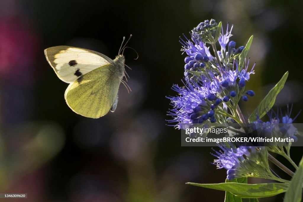 Cabbage butterfly (Pieris brassicae) approaching Caryopteris (Caryopteris x clandonensis), Hesse, Germany