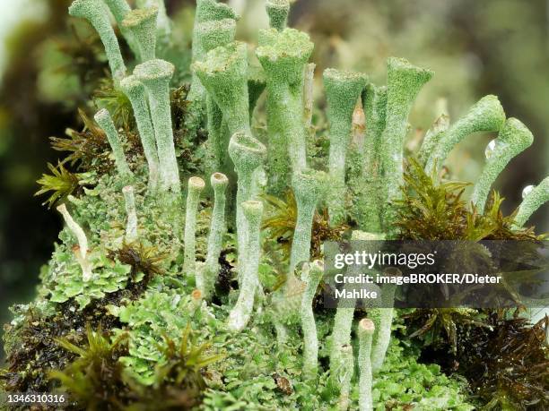 cup lichen (cladonia pyxidata) growing like an island on a rotten tree stump, north rhine-westphalia, germany - cladonia stock pictures, royalty-free photos & images
