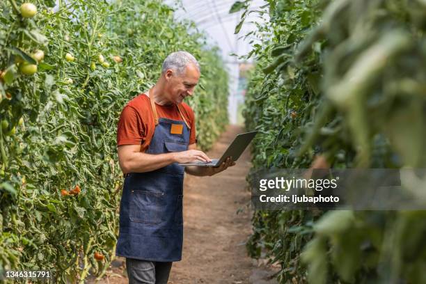 farmer using technology to monitor crops - small business copy space stock pictures, royalty-free photos & images