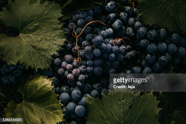 fresh dark red grape background - vineyard leafs stockfoto's en -beelden