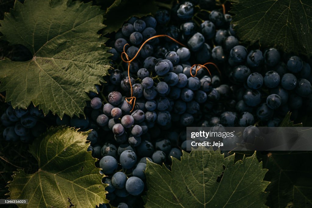 Fundo fresco de uva vermelha escura