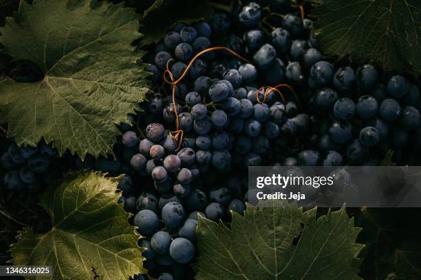 fresh dark red grape background - vingård bildbanksfoton och bilder