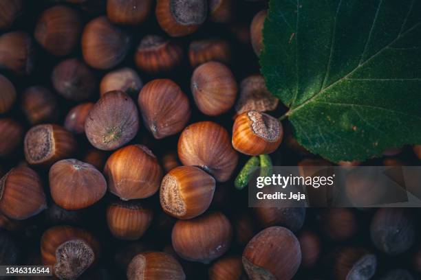 haselnüsse und blätter hintergrund - nussschale stock-fotos und bilder