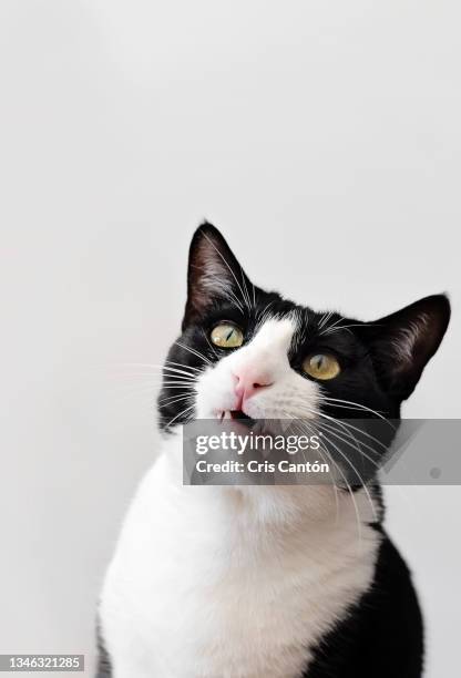 black and white cat showing his fangs on white background - cat white background photos et images de collection