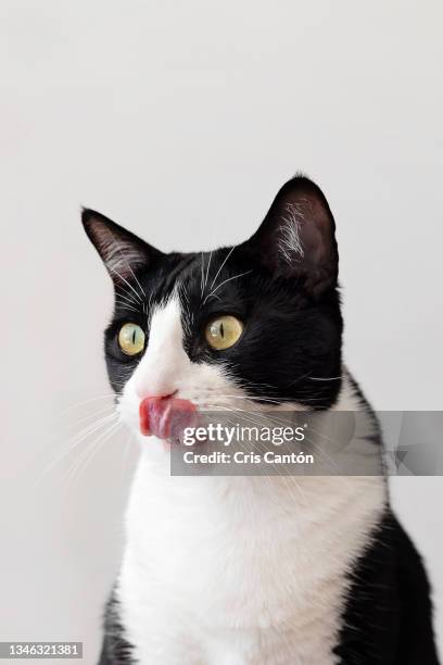 black and white cat licking his face on white background - cat tongue stock pictures, royalty-free photos & images