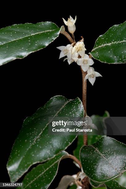 elaeagnus pungens (thorny olive, spiny oleaster, silverthorn) - blossoms - aliments et boissons stockfoto's en -beelden