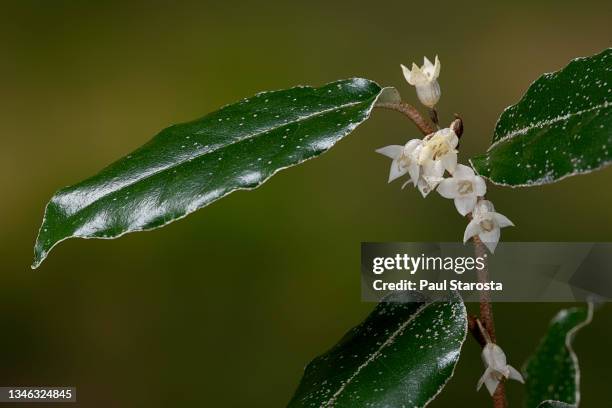 elaeagnus pungens (thorny olive, spiny oleaster, silverthorn) - blossoms - plante cultivée stock-fotos und bilder