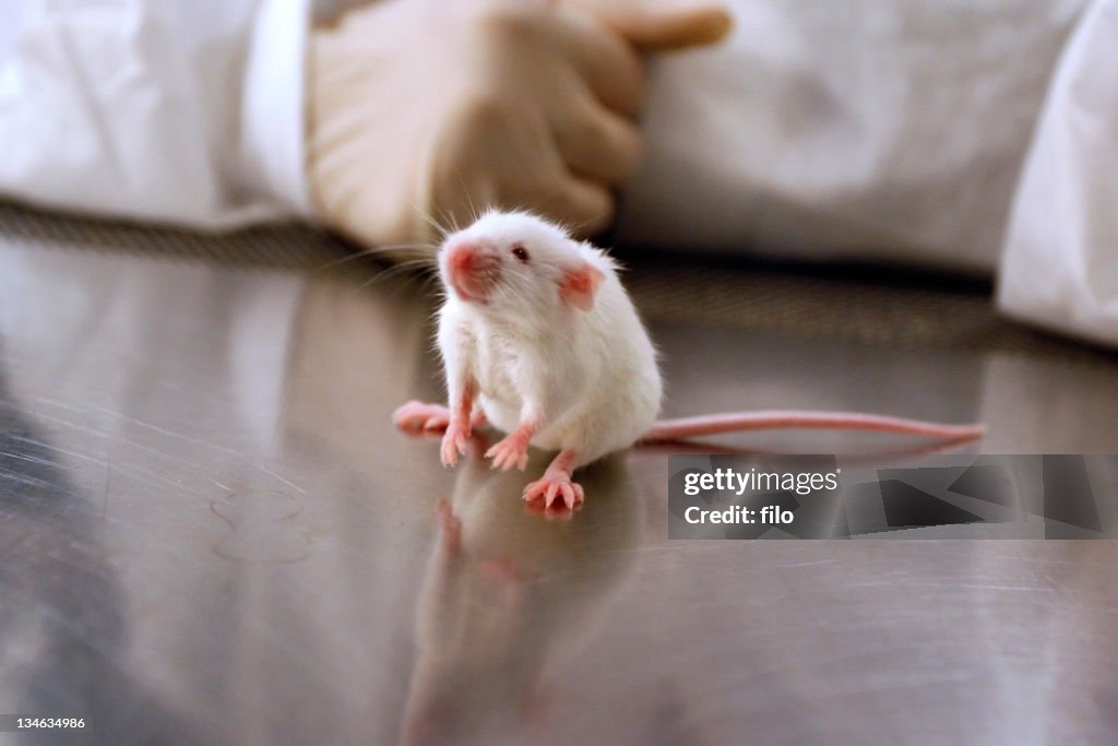 Lab Mouse Real Lab Mouse High-Res Stock Photo - Getty Images