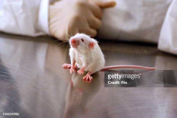 lab mouse - animal cruelty stock pictures, royalty-free photos & images