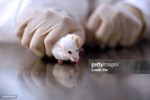 paura ricerca del mouse - topo dalle zampe bianche foto e immagini stock
