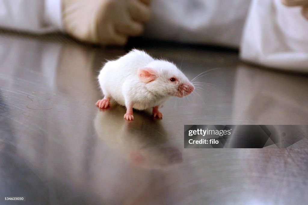 Investigación de ratón