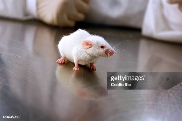 research mouse - white footed mouse stockfoto's en -beelden