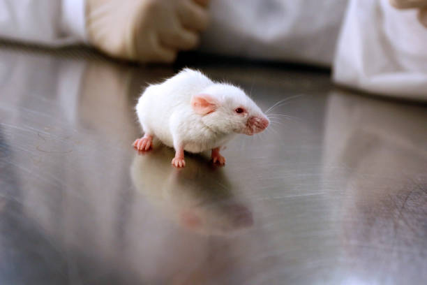 Mius Lab 982 Mouse Lab Stock Photos, High-Res Pictures, and Images - Getty Images