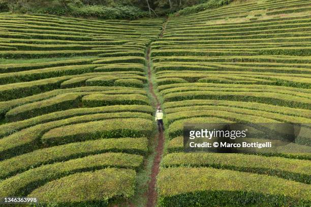 man walking in a tea plantation in sao miguel, azores - azores people stock pictures, royalty-free photos & images