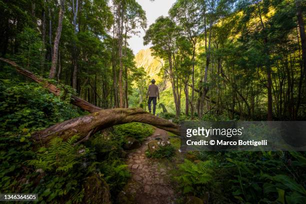 man standing on a fallen tree above the footpath - flores stock-fotos und bilder