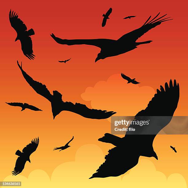 birds of prey - hawk stock-grafiken, -clipart, -cartoons und -symbole