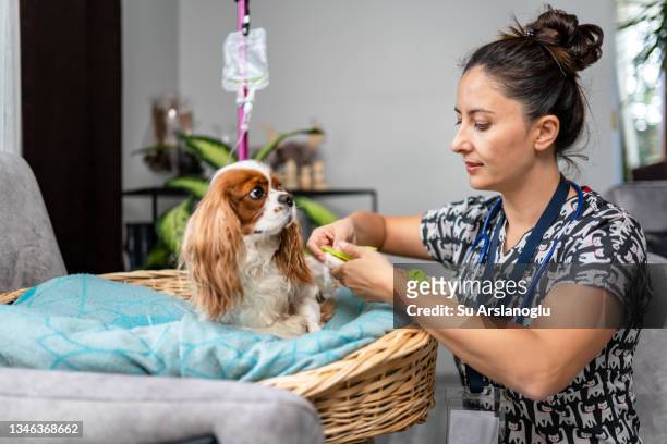 young female veterinarian examining a cavalier king charles spaniel and wrapping her leg with bandages in living room - cavalier king charles spaniel 個照片及圖片檔