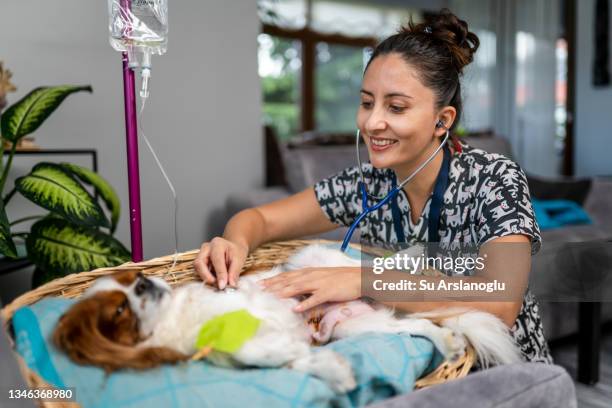 une jeune vétérinaire rend visite à un chien opéré à la maison et l’examine avec un stéthoscope - king charles spaniel photos et images de collection