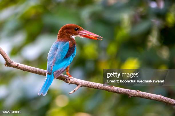 white-throated kingfisher , kingfisher bird. - white perch fish stock pictures, royalty-free photos & images