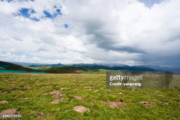 scenery of grassland in qinghai - grass land stock pictures, royalty-free photos & images