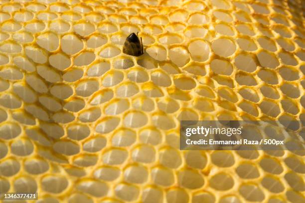 close-up of bee on honeycomb,uccle,belgium - bee larvae stock pictures, royalty-free photos & images